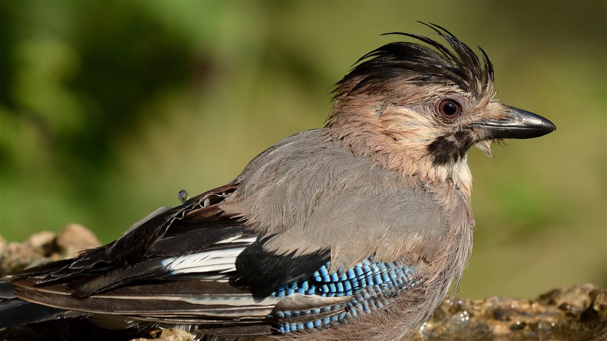 Eurasian Jay