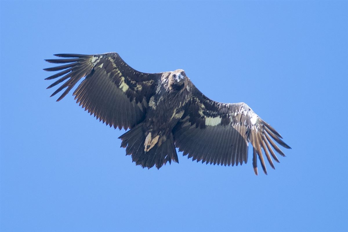 Cinereous Vulture