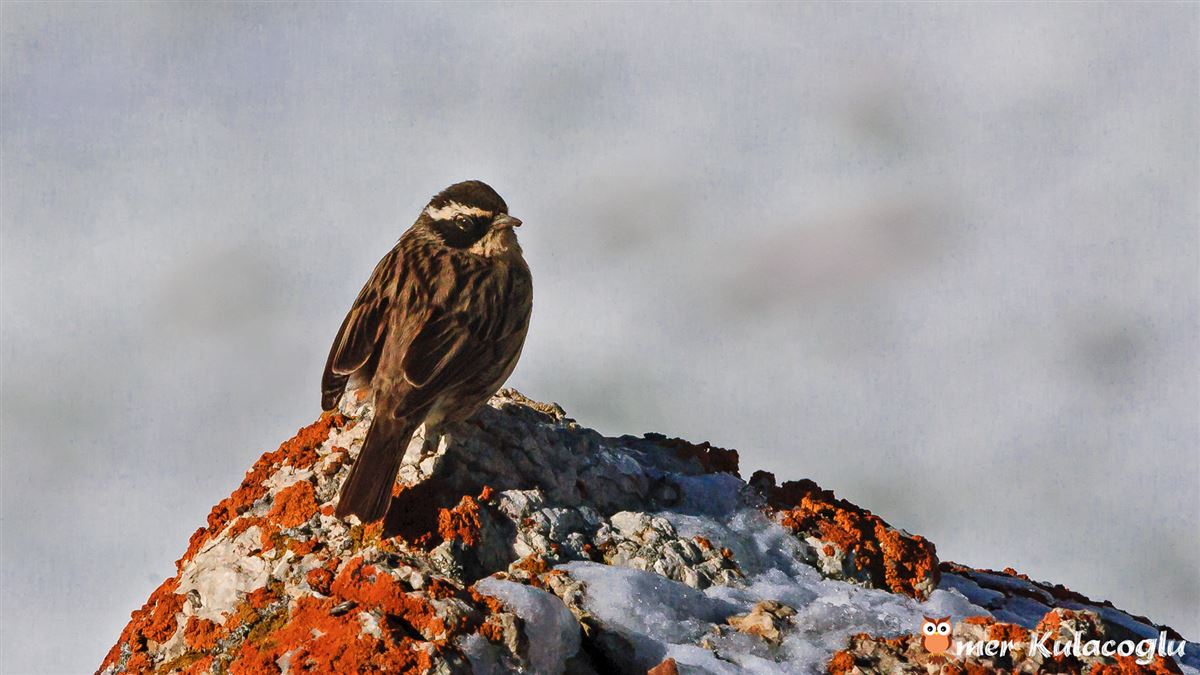 Radde`s Accentor