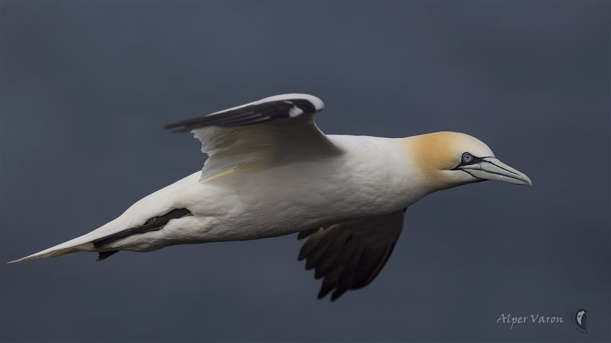 Northern Gannet