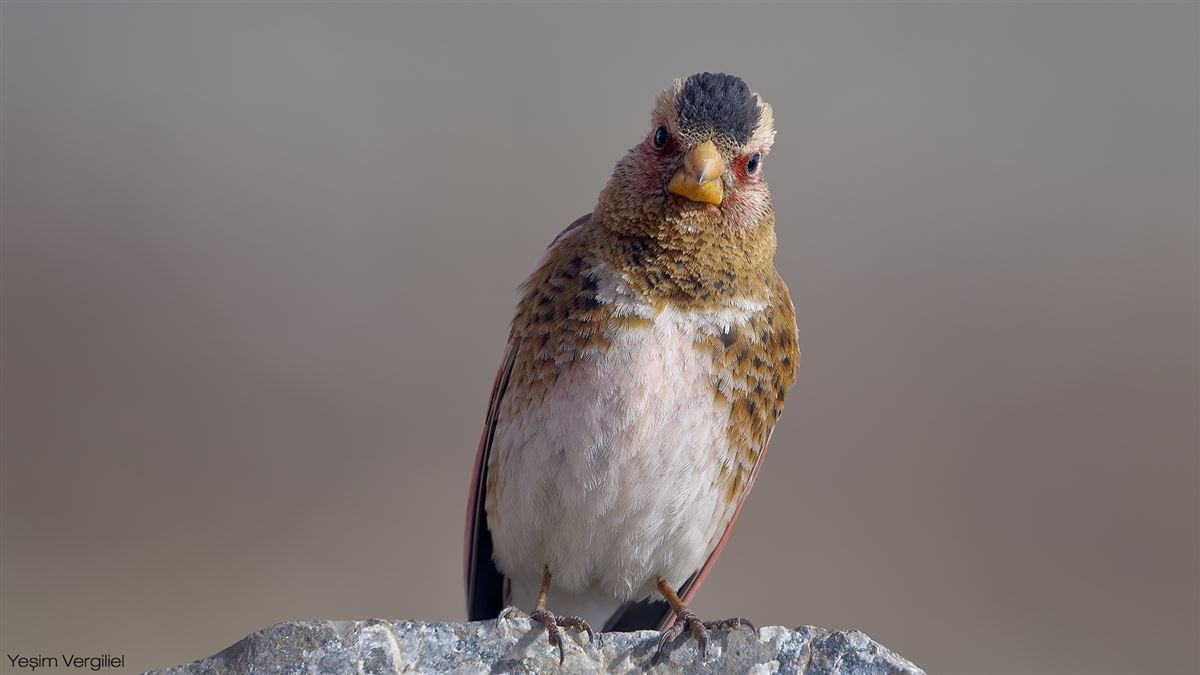 Crimson-winged Finch