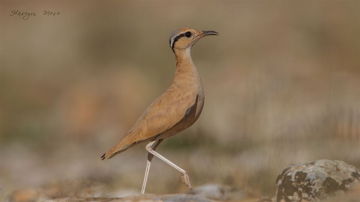 Cream-colored Courser