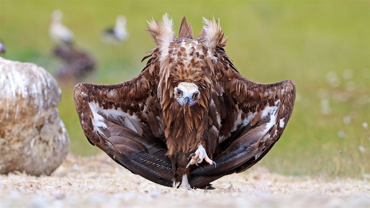 Cinereous Vulture