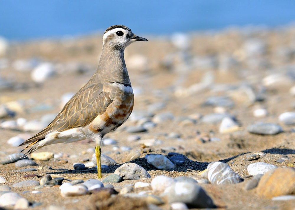Eurasian Dotterel