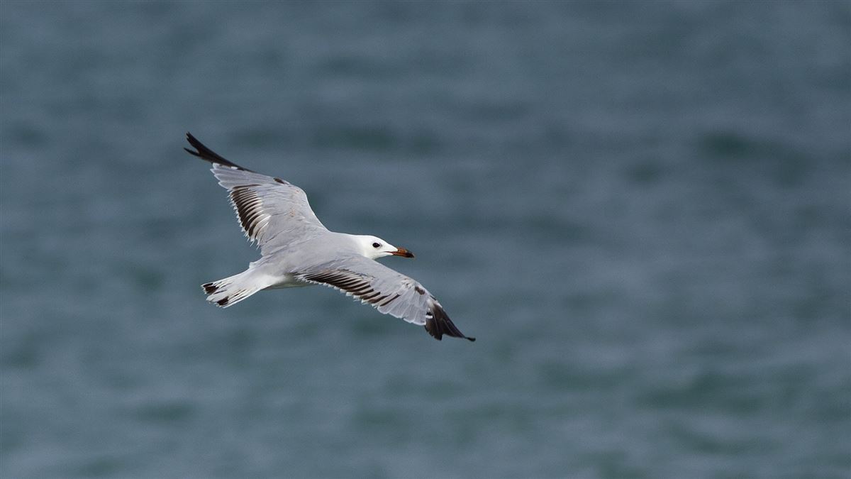 Audouin`s Gull