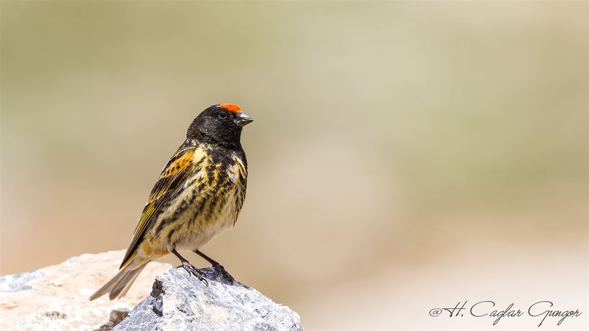 Red-fronted Serin