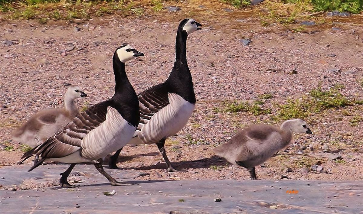 Barnacle Goose