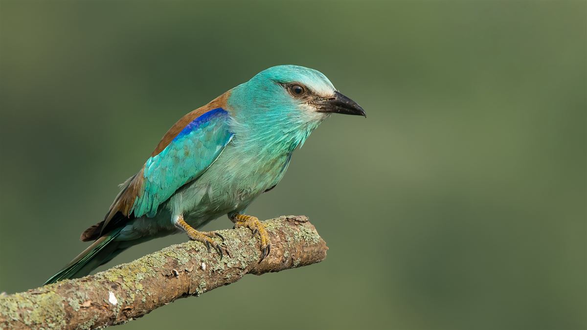 European Roller