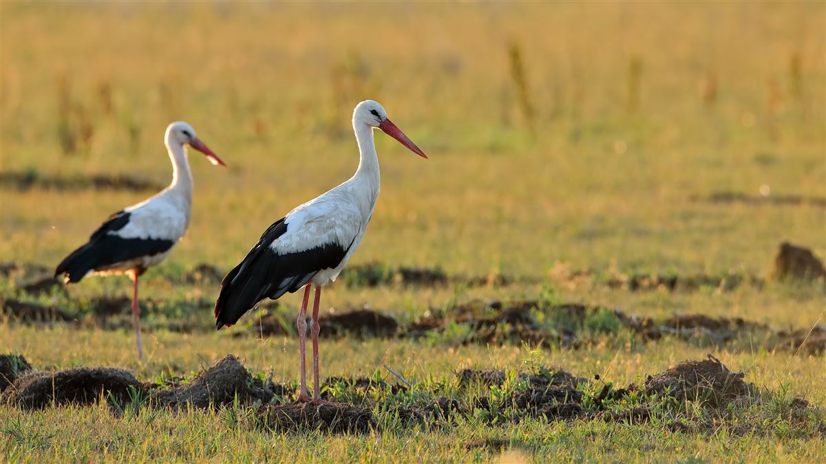 White Stork