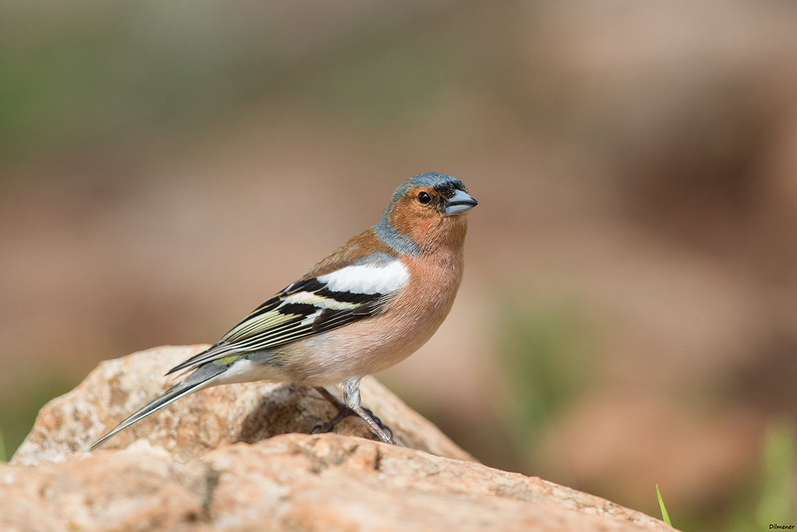 Eurasian Chaffinch