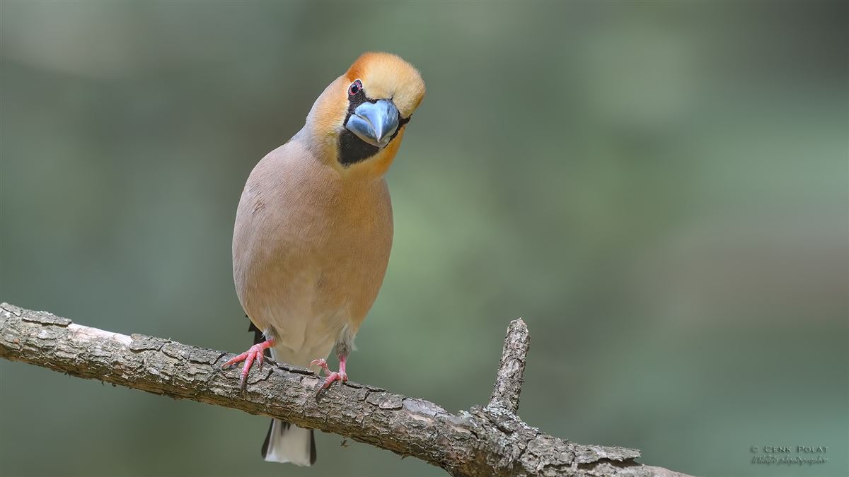 Hawfinch