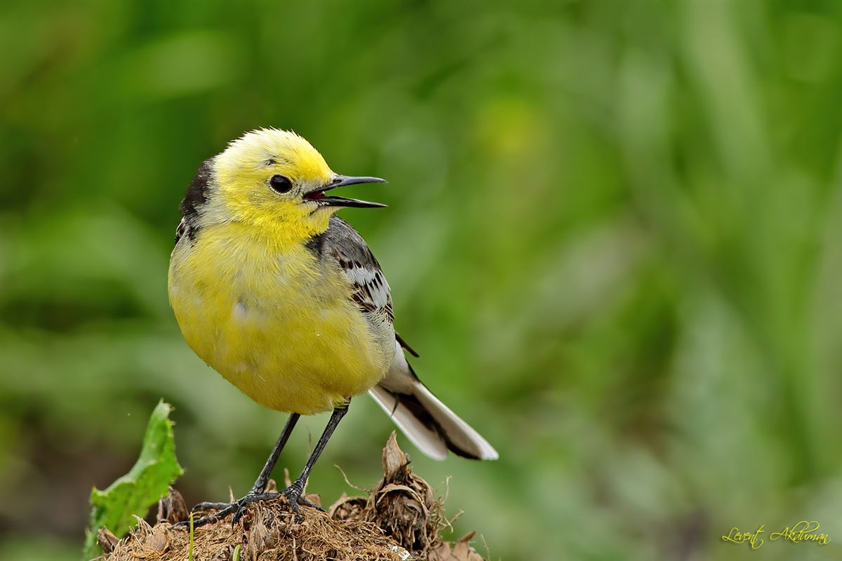 Citrine Wagtail