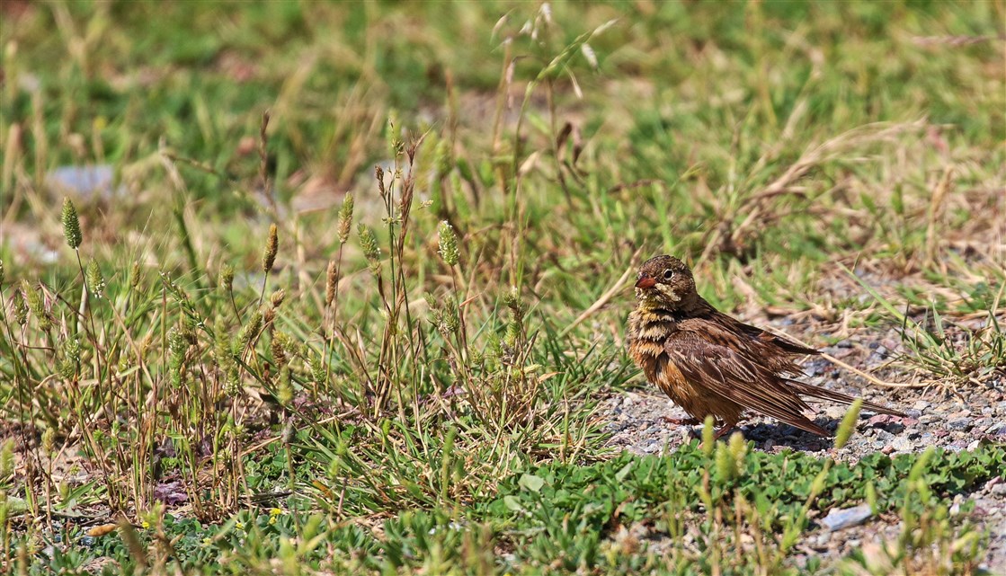 Ortolan Bunting