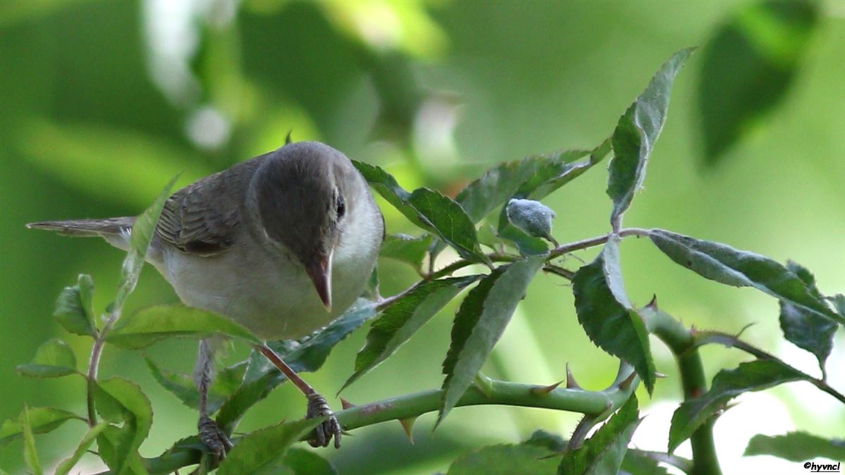 Eastern Olivaceous Warbler