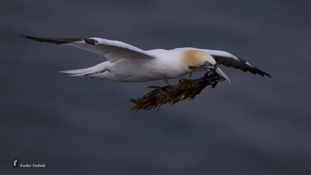 Northern Gannet