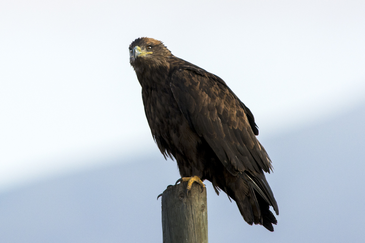 Steppe Eagle