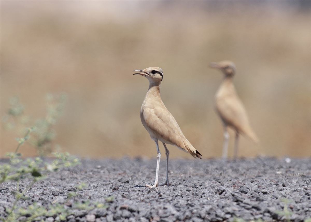 Cream-colored Courser