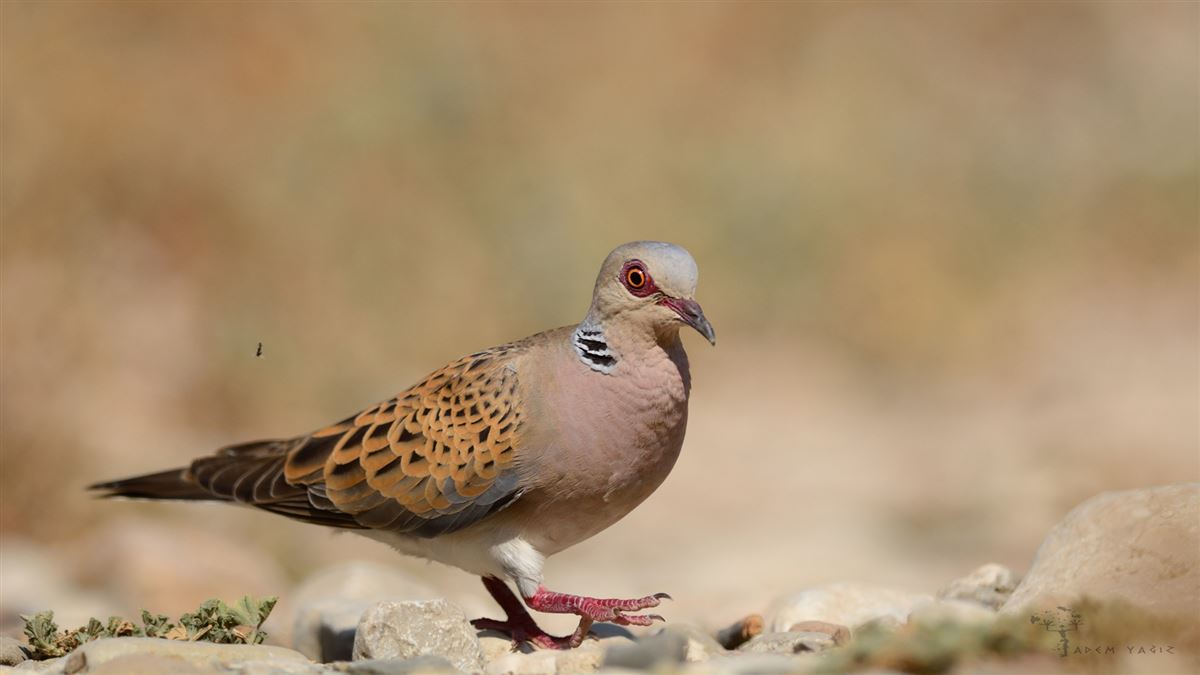 European Turtle Dove