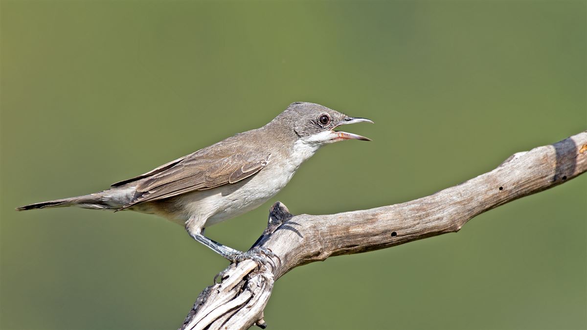 Eastern Orphean Warbler