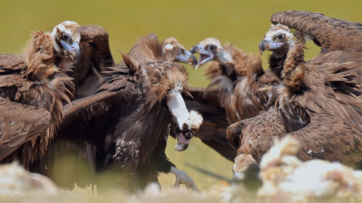 Cinereous Vulture