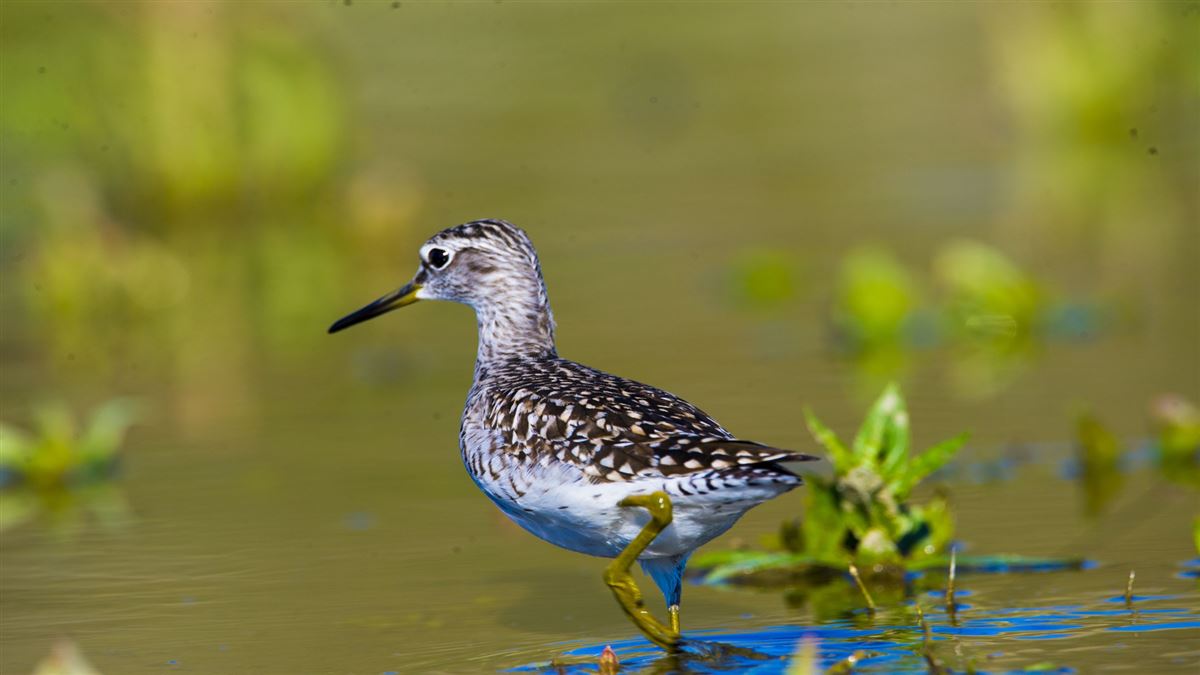 Wood Sandpiper