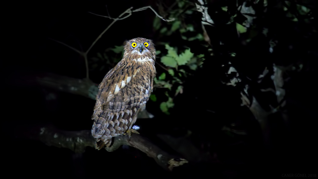 Brown Fish Owl