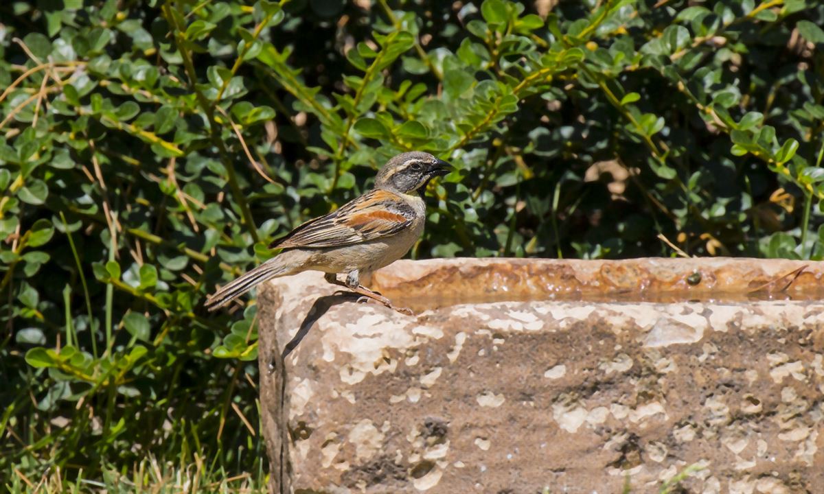 Dead Sea Sparrow