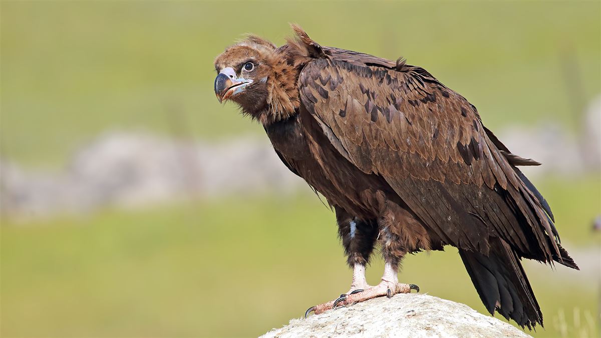 Cinereous Vulture