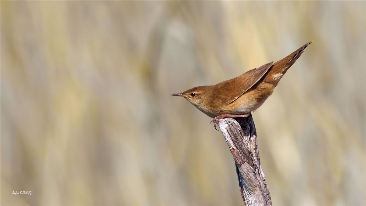Savi`s Warbler