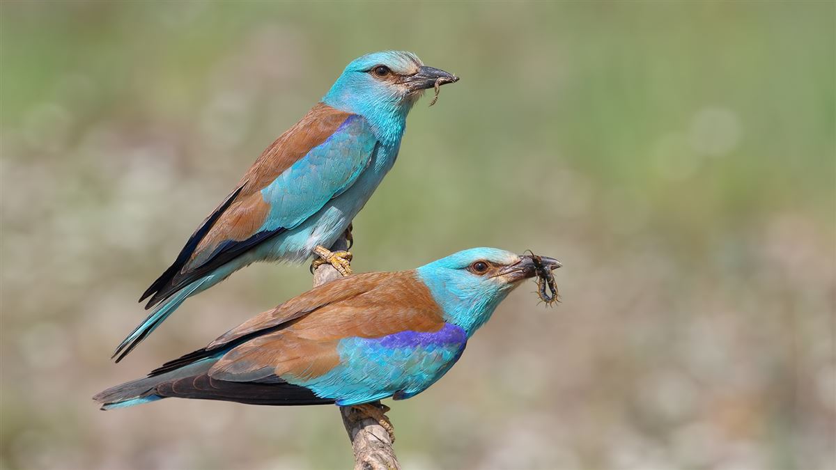 European Roller