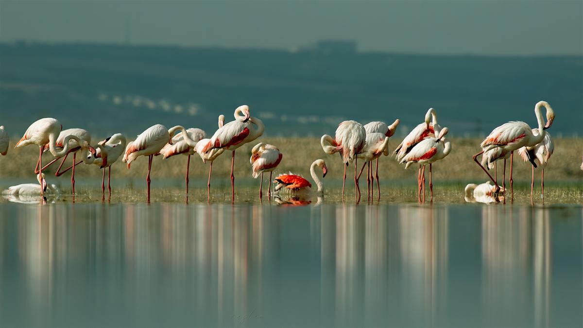 Flamingo