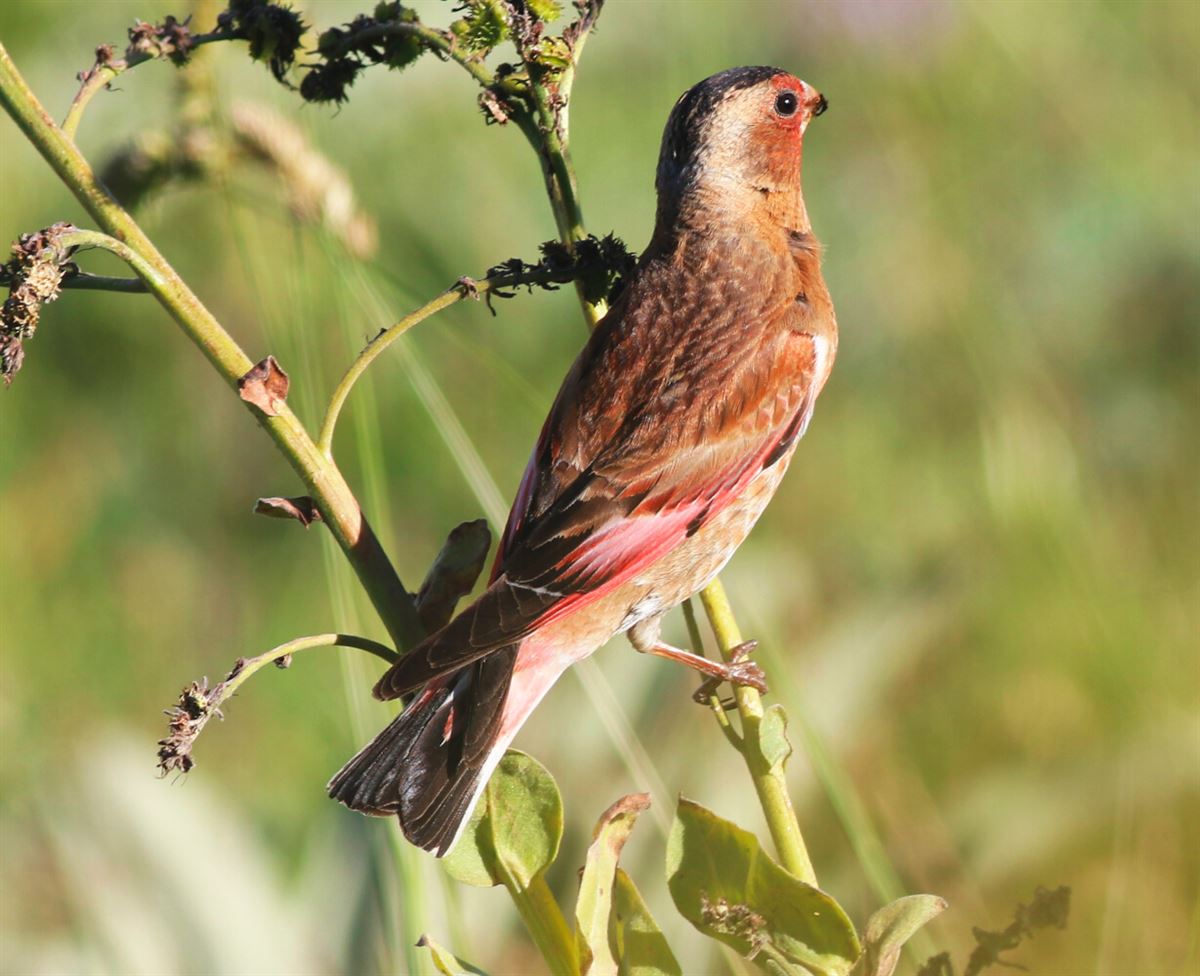 Crimson-winged Finch