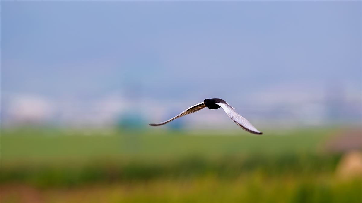 White-winged Tern