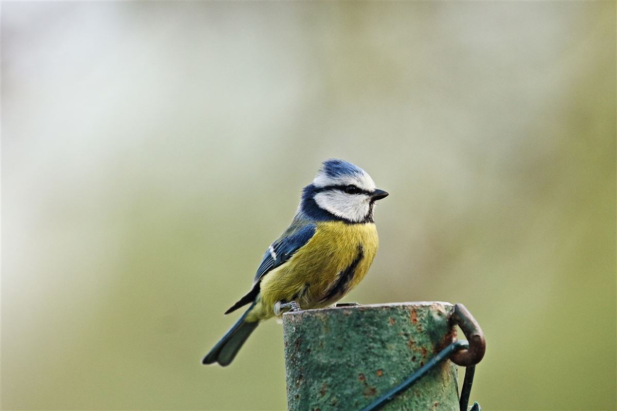 Eurasian Blue Tit