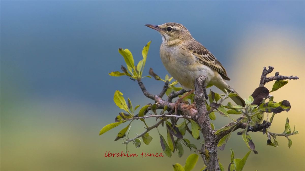 Tawny Pipit