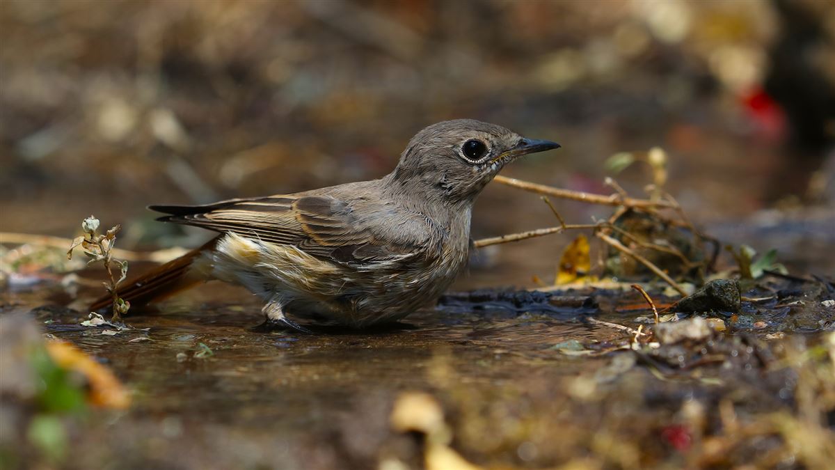 Black Redstart