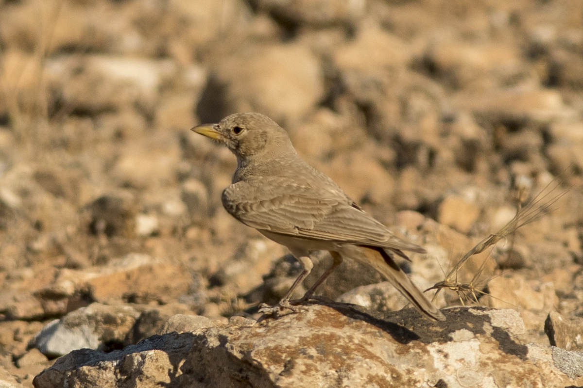 Desert Lark