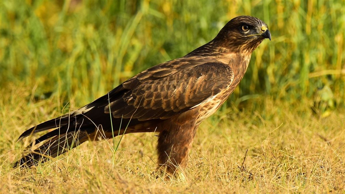 Common Buzzard