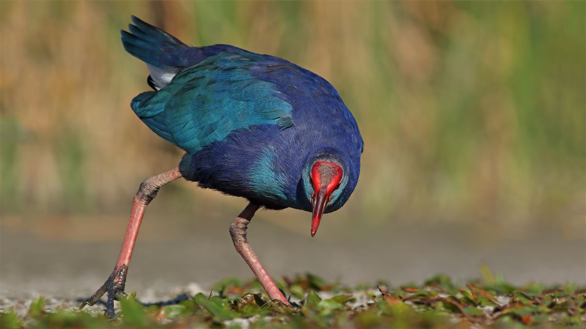 Grey-headed Swamphen
