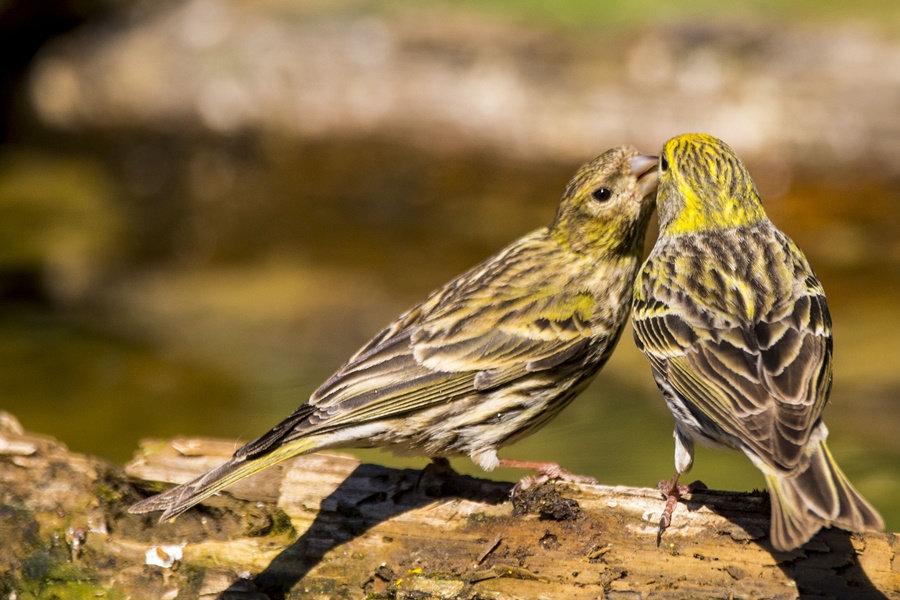 European Serin