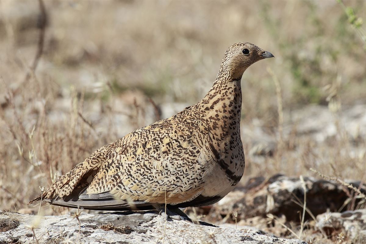 Black-bellied Sandgrouse