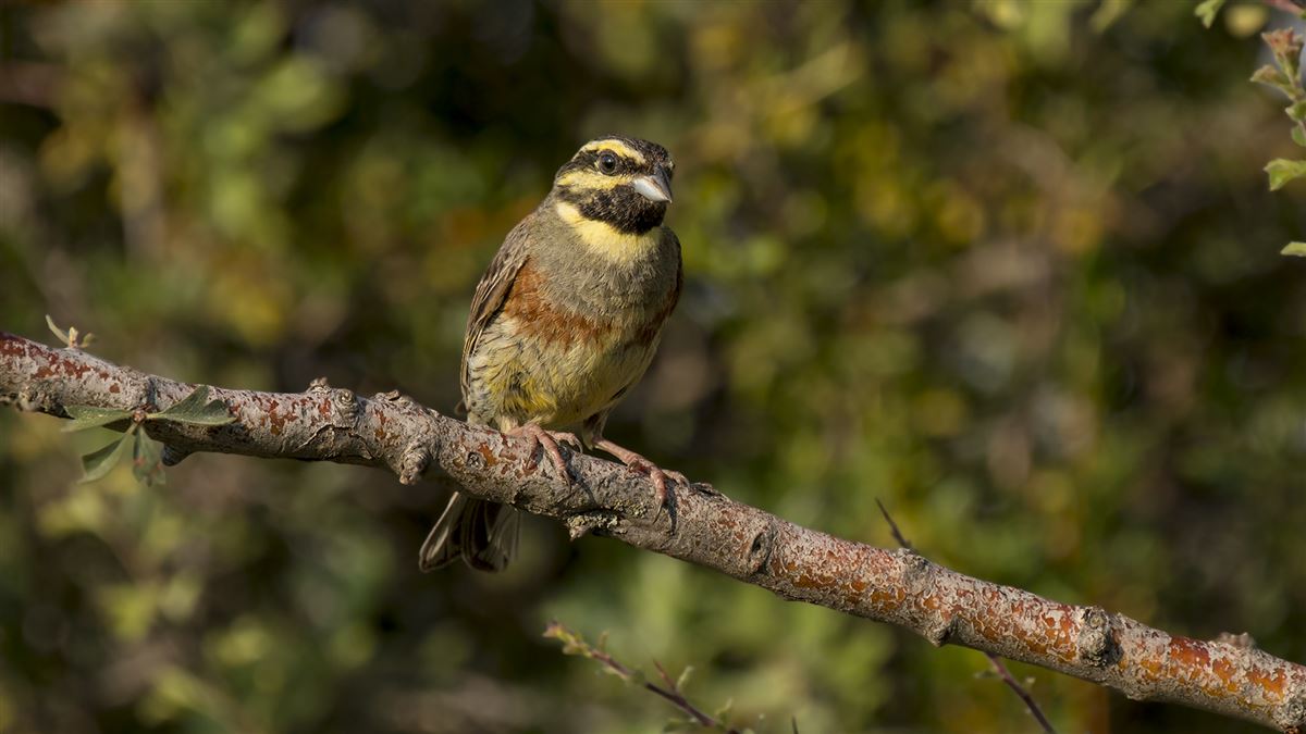 Cirl Bunting