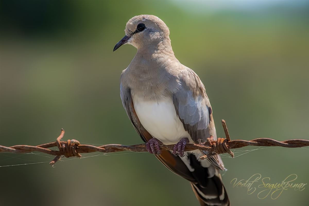 Namaqua Dove