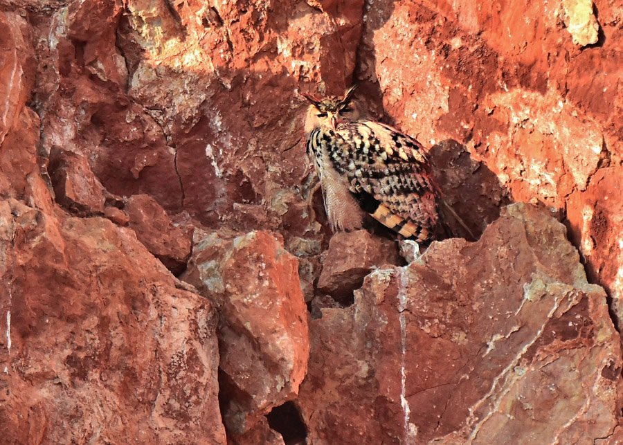 Eurasian Eagle-Owl