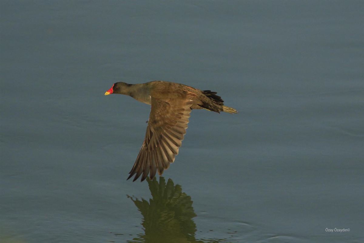 Common Moorhen