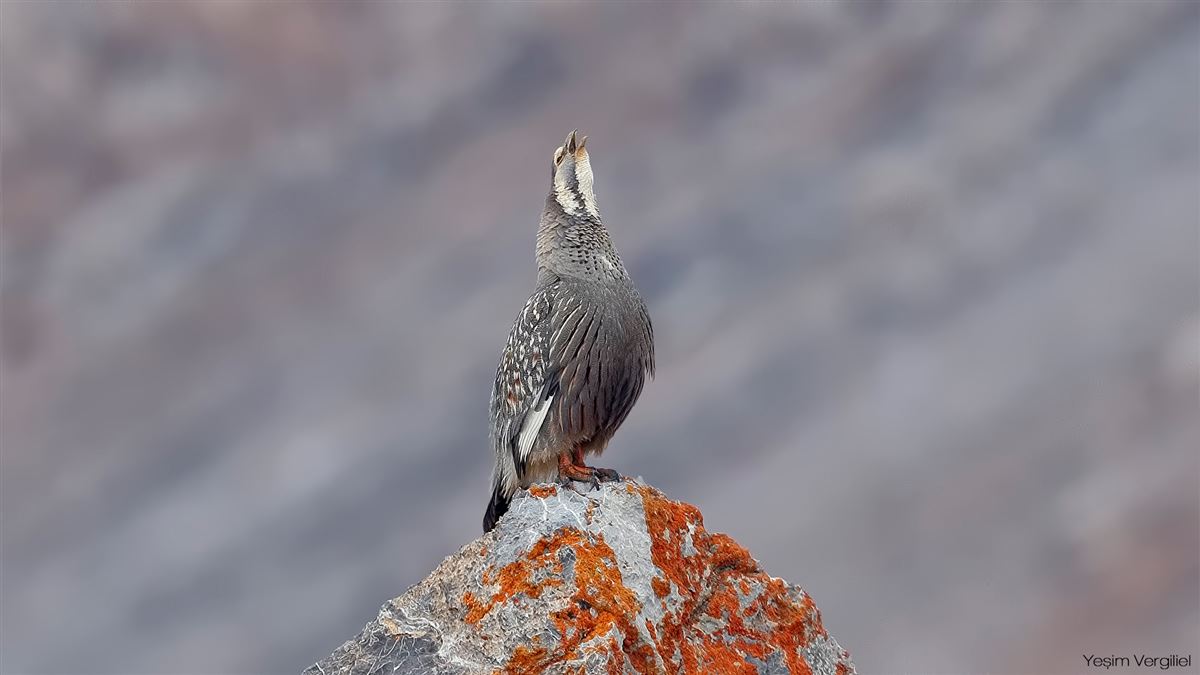 Caspian Snowcock