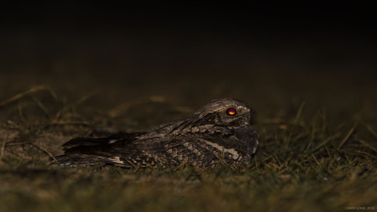 European Nightjar