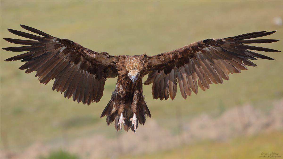 Cinereous Vulture
