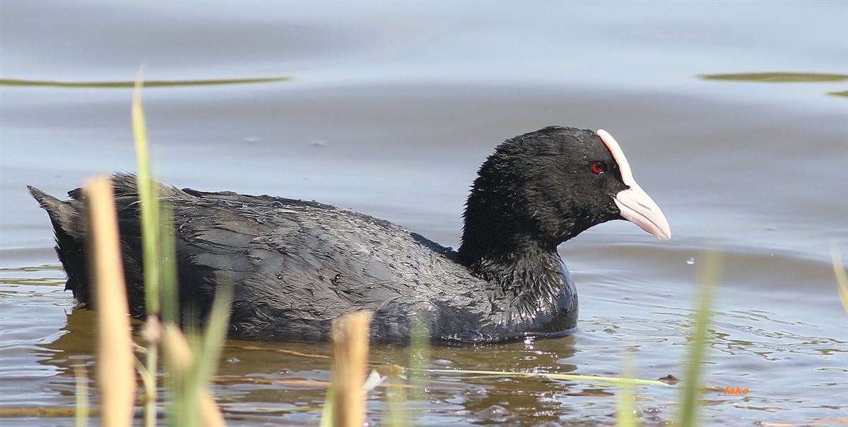 Eurasian Coot