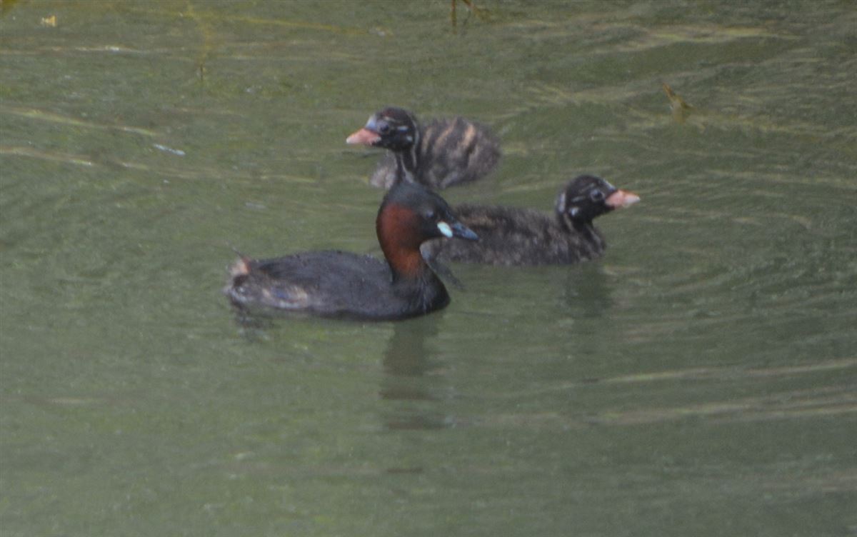 Little Grebe